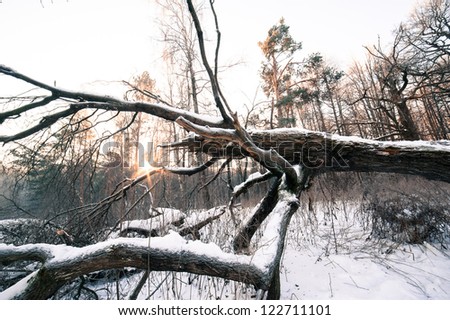 Snowy landscape of winter wood