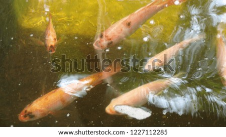 adult red tilapia in the pond