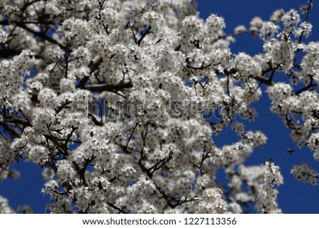 Fruits blossom in spring