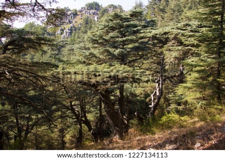 Cedar forest in Lebanon. The mountains of Lebanon are covered with thick cedar forests. Cedar is the symbol of Lebanon