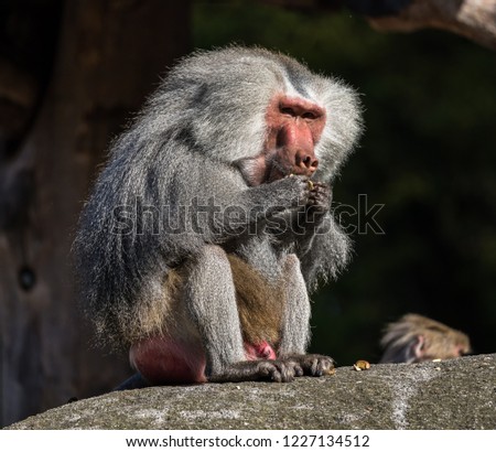 Hamadryas Baboon (Papio hamadryas) : old World monkey which are found natively in very specific area of Africa and Arabian Peninsula.