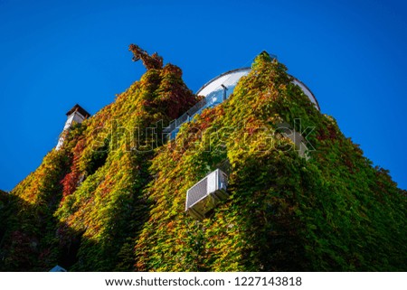 House with green leaves wall