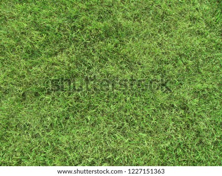 grass texture, ground texture, green background