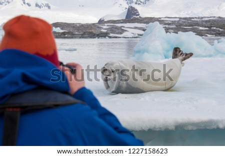 Photographer taking a picture of a Leopard Seal in Antarctica