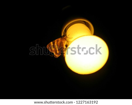 butterfly on light bulb
