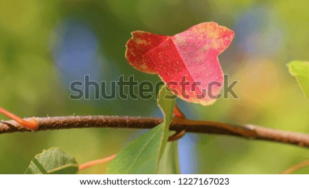 Red Fall Leaf - Close up photograph of a red autumn leaf on a  tree branch with a slightly blurred background of green leaves. Selective focus on the red leaf.  Space for adding text. 
