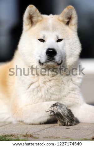  Outdoor close up portrait of an akita dog or akita inu japanese akita 