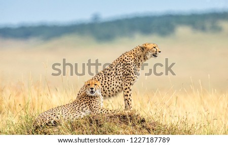 Two cheetahs on the hill in the savannah. Kenya. Tanzania. Africa. National Park. Serengeti. Maasai Mara. 