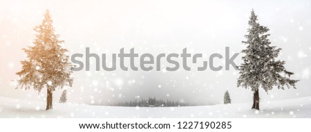 Black and white winter mountain New Year Christmas landscape. Isolated alone tall fir-tree covered with frost in deep clear snow on copy space background of white sky and black forest on horizon.