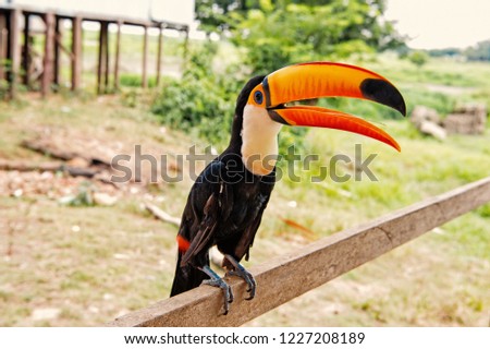 Toco toucan bird with big beak on natural background in boca de valeria, brazil. Wildlife and nature habitat concept