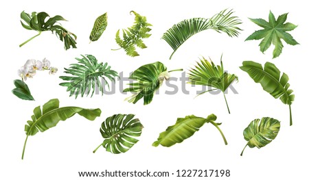 Vector realistic illustration set of tropical leaves and flowers isolated on white background. Highly detailed colorful plant collection. Botanical elements for cosmetics, spa, beauty care products Royalty-Free Stock Photo #1227217198