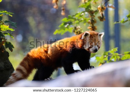 Picture of a red panda in the forest