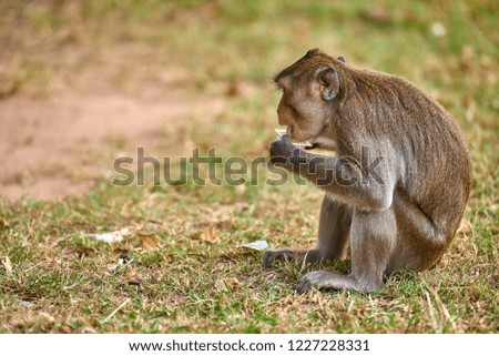 A long-tailed macaque monkey near Angkor Wat, Cambodia in the background is a green blurred landscape