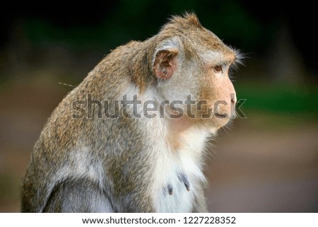 A long-tailed macaque monkey seated on a rock near Angkor Wat, Cambodia in the background is a green blurred landscape
