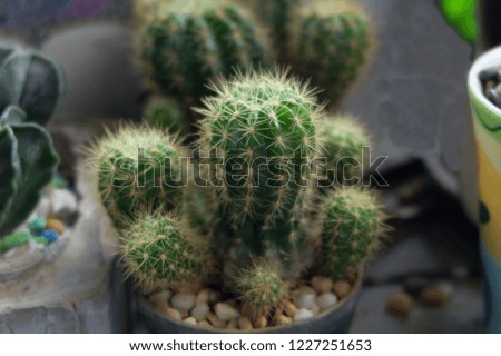 Cactus isolated in a vase on  brown background.