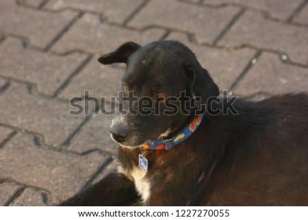 black dog sit in street