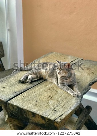 The cat crouch on the old wooden table