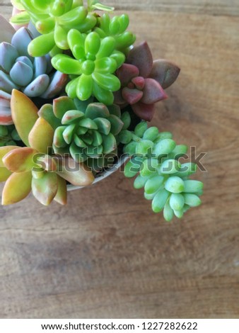 mix of echeveria succulent plants arrangement pot on wood background