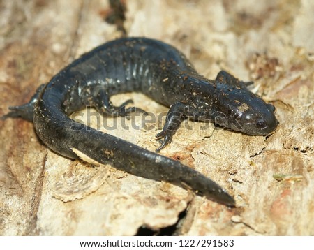 Smallmouth Salamanders (Ambystoma texanum) inhabit wet forest landscapes in Illinois