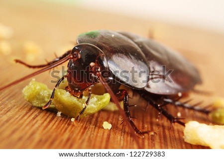 Macro of a Big Brown Cockroach eating crumbs