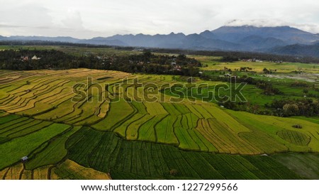 Beautiful aerial view of terrace paddy field at Batu Sangkar, Padang, West Sumatera, Indonesia.