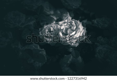 Rose, background or texture