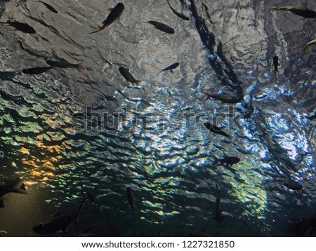 Ocean fish in aquarium