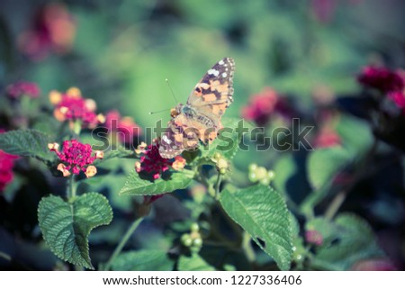 Butterfly on lantana blooms. Macro photo with blurred background. Sharp focus on foreground.