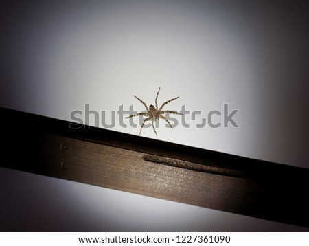 Closeup view of a big spider stay on wall lighted by spot light at night.