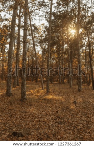 Picture for calendar pine forest. Trunks of trees in the autumn pine forest. Autumn forest landscape for postcard poster, calendar. The trunks of fir trees in the sunset light of the sun