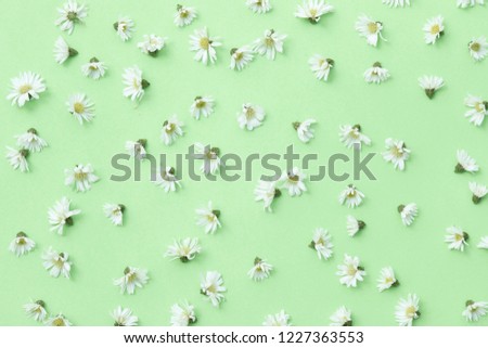 White Aster flower in Light Green background, top view. White little flowers. Aster flower pattern