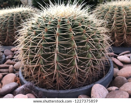 Cactus and succulents. Green Cactus closeup, thorny growing perfectly seamless rock stone background. close captured and selective focus.