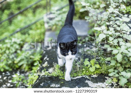 Lovely domestic cat from a summer house