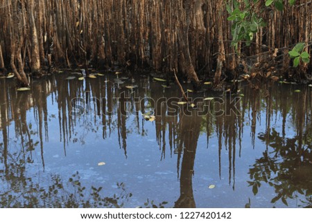 Mangrove water reflection