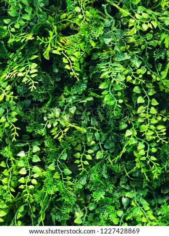 Green Plant, Nature Photograph