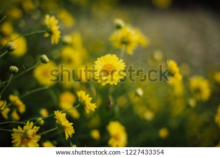 Close up Chrysanthemum flower,blur ,out focus