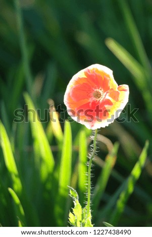 Red poppy flower in garden.
