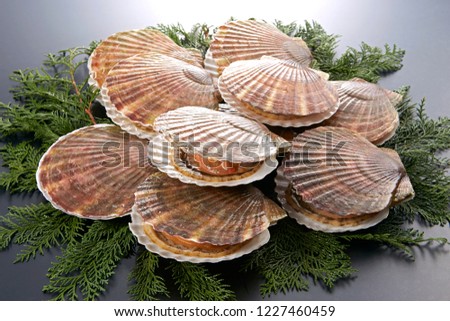 Hotate (Japanese scallop) Royalty-Free Stock Photo #1227460459