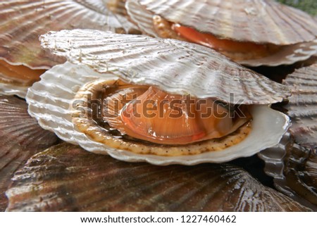 Hotate (Japanese scallop) Royalty-Free Stock Photo #1227460462