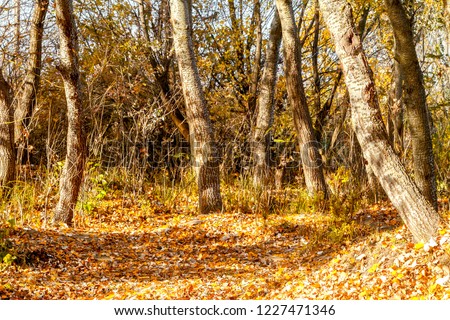 image of yellow trees and fallen leaves in the autumn forest