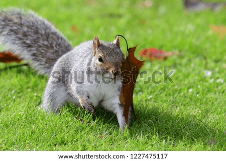 Portrait of a grey squirrel (sciurus carolinensis) stuck to a leaf