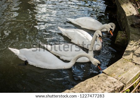 Lovely white swan live in the natural environment