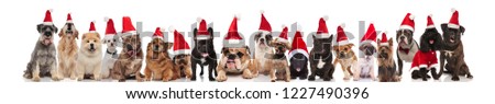 large group of cute santa dogs of different breeds sitting, lying and standing on white background