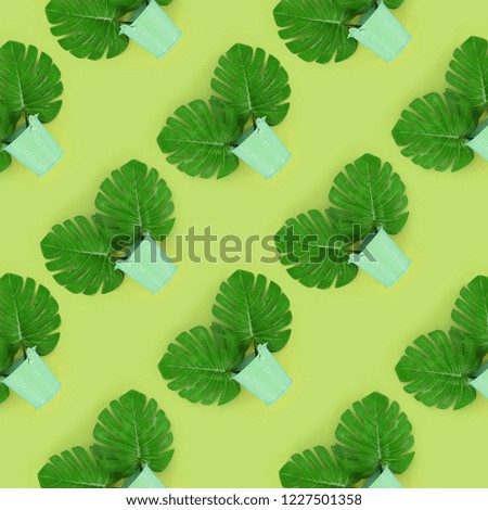 Tropical palm monstera leaves lies in a pastel pails on a colored background. Flat lay trendy minimal pattern. Top view