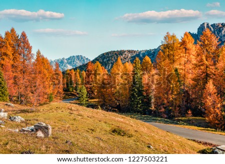 Calm sunny view of Dolomite Alps with empty asphalt road and yellow larch trees.Marvelous autumn scene of Giau pass, Italy, Europe. Traveling concept background.