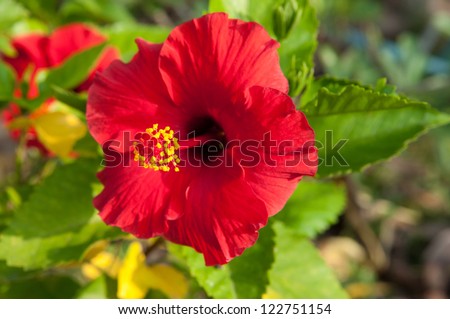 Red Hibiscus Flower in Thailand. Royalty-Free Stock Photo #122751154