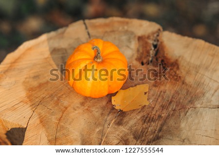 
Baby pumpkin on the wooden background. Autumn food concept. Thanksgiving Day