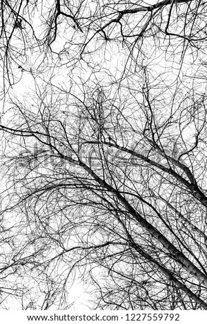 tree branches silhouette on white background