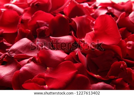 Many red rose petals, closeup
