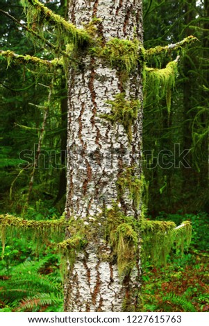 a picture of an exterior Pacific Northwest forest with a young Douglas fir tree